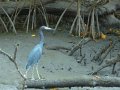 05_heron bleu